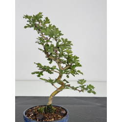 Crataegus cuneata I-7972 view 3