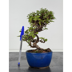 Viburnum dilatatum -gamazumi- I-7973