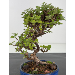 Viburnum dilatatum -gamazumi- I-7973 vista 2