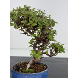 Viburnum dilatatum -gamazumi- I-7973 vista 3