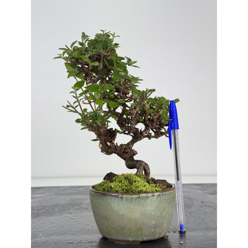 Viburnum dilatatum -gamazumi- I-7974 Viburnum dilatatum -gamazumi- I-7974