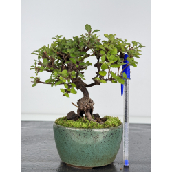Viburnum dilatatum -gamazumi- I-7975