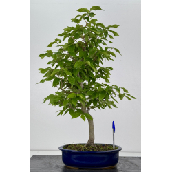 Fagus crenata -haya japonesa- I-7976