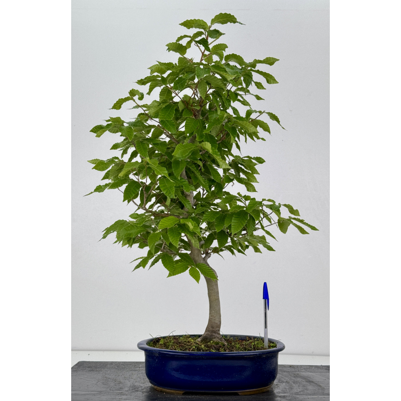 Fagus crenata -haya japonesa- I-7976