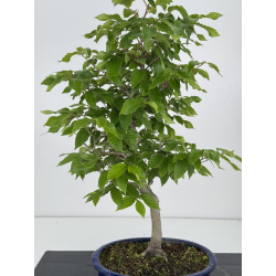 Fagus crenata -haya japonesa- I-7976 vista 2