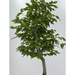 Fagus crenata -haya japonesa- I-7976 vista 3