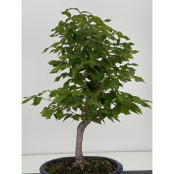 Fagus crenata -haya japonesa- I-7976 vista 4