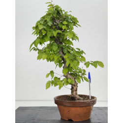 Carpinus coreana -carpe coreano- I-7977