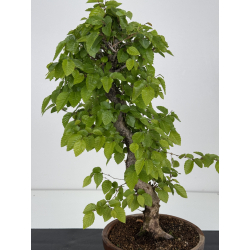 Carpinus coreana -carpe coreano- I-7977 vista 2