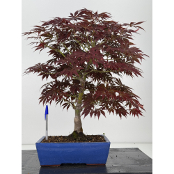 Acer palmatum beni kagami I-7978