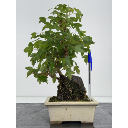 Acer buergerianum I-7979