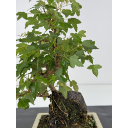 Acer buergerianum I-7979 vista 2