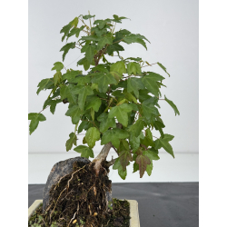 Acer buergerianum I-7979 vista 3