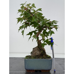 Acer buergerianum I-7980