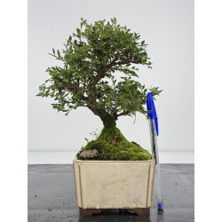 Ulmus parvifolia I-7981