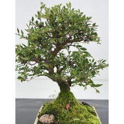 Ulmus parvifolia I-7981 vista 2
