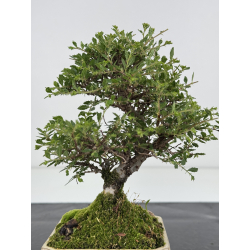 Ulmus parvifolia I-7981 vista 3