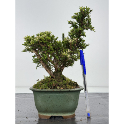 Serissa Microphylla I-7982