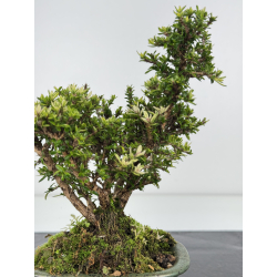 Serissa Microphylla I-7982 vista 2
