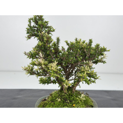 Serissa Microphylla I-7982 vista 3