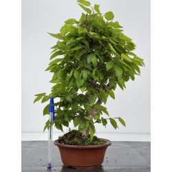 Carpinus turczaninovii -carpe coreano- I-7983