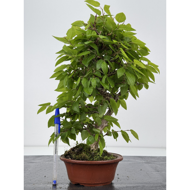 Carpinus turczaninovii -carpe coreano- I-7983