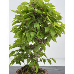 Carpinus turczaninovii -carpe coreano- I-7983 vista 2