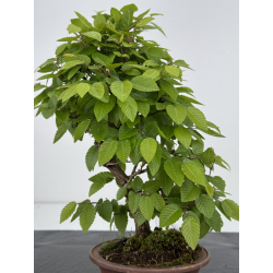 Carpinus turczaninovii -carpe coreano- I-7983 vista 3