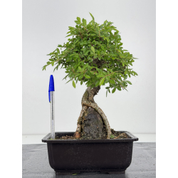 Zelkova nire I-7984