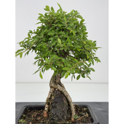 Zelkova nire I-7984 vista 2