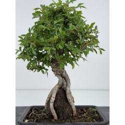Zelkova nire I-7984 vista 3