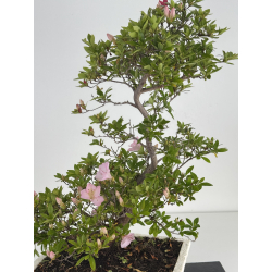 Azalea I-7986 view 2