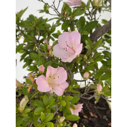 Azalea I-7986 view 3