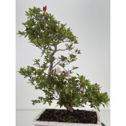 Azalea I-7986 view 4