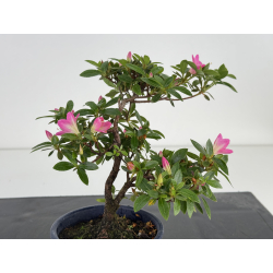 Azalea I-7988 view 2