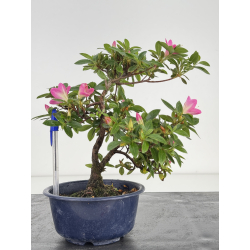 Azalea I-7988