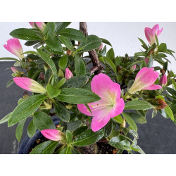 Azalea I-7988 view 3