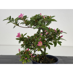 Azalea I-7988 view 4