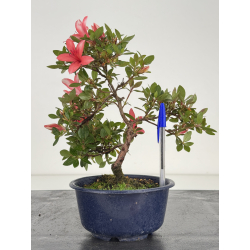 Azalea I-7989