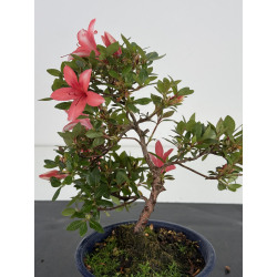 Azalea I-7989 vista 2