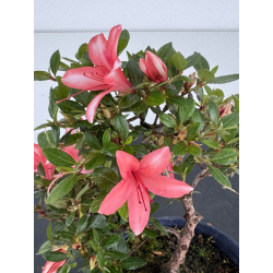 Azalea I-7989 vista 3