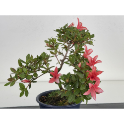 Azalea I-7989 vista 4