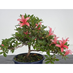 Azalea I-7990 vista 2 view 2