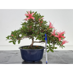 Azalea I-7990 vista 2