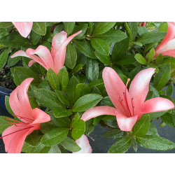 Azalea I-7990 vista 2 view 3