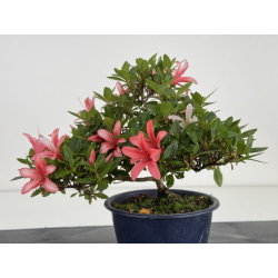 Azalea I-7990 vista 2 view 4