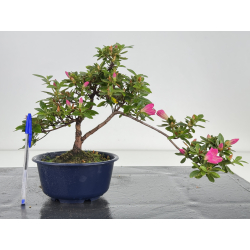 Azalea I-7990B