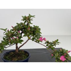 Azalea I-7990B view 2