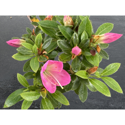 Azalea I-7990B view 3