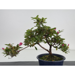 Azalea I-7990B view 4